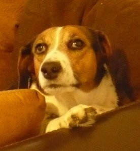 kopeklerde yuz felci