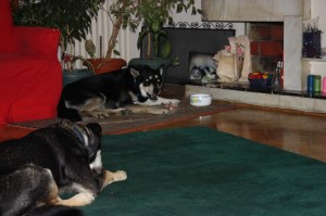 Gümüş ve Maya kemik keyfinde