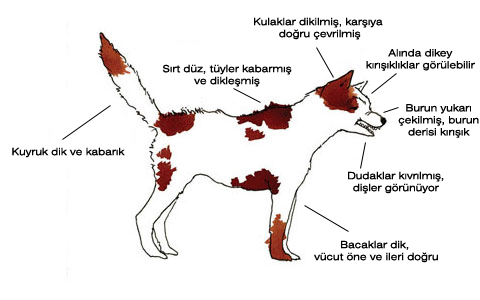 üstünlük kurma köpek beden dili