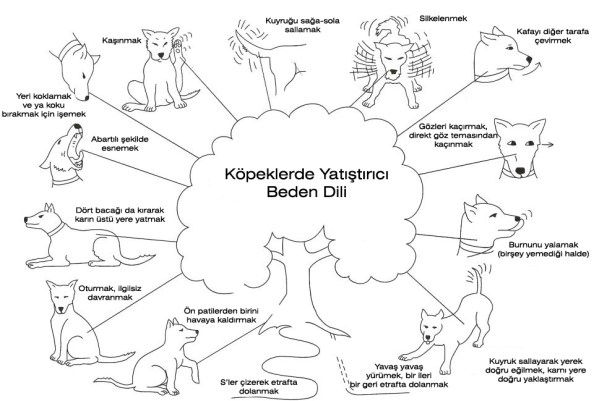Köpeklerin bizi ya da birbirlerini sakinleştirmek için kullandıkları “Yatıştırıcı Beden Dili” (Turid Rugaas) hareketlerini, biz de onlara karşı kullanabiliriz.