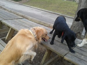 Almila'ya kuyruk olmuş Marley...