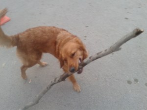 Mocha'ya "bırak odununu gidiyoruz" dediğimde dinlemezse "al odununu gidiyoruz" derim, önemli olan "gidiyoruz" kısmı nasıl olsa...