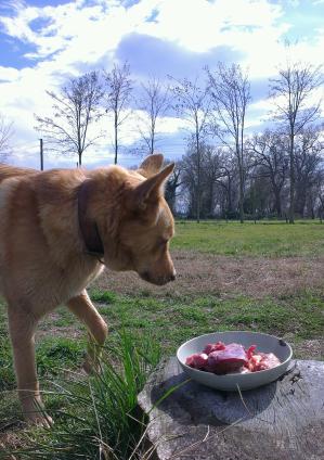 köpek beslenmesinde çiğ et diyeti