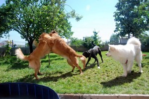 10896205_10153492638743464_4764595117842309155_o