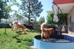 11728763_10153492640358464_3693755400881850845_o (1)