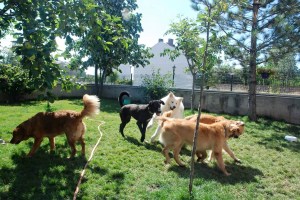 11754835_10153492640918464_9185010786731094435_o